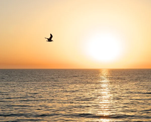 Flying at sunset. — Stock Photo, Image