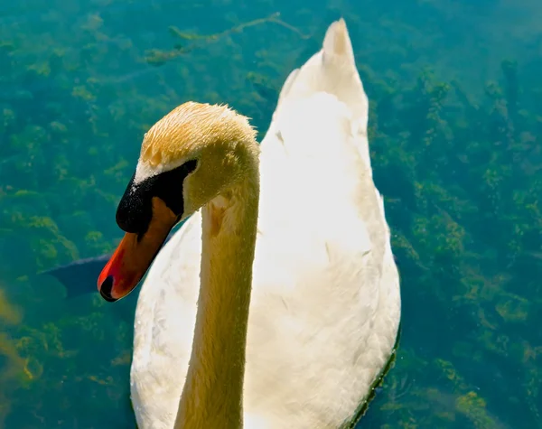 Cisne Branco . — Fotografia de Stock