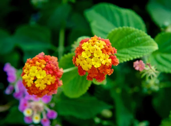 Flores. — Fotografia de Stock