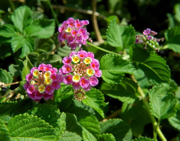 Flores al sol . —  Fotos de Stock