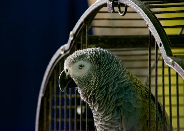 Grey Parrot — Stock Photo, Image