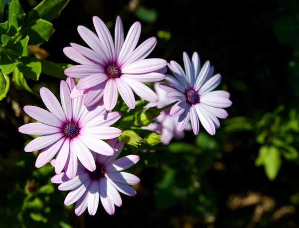 섬세 한 꽃들 — 스톡 사진