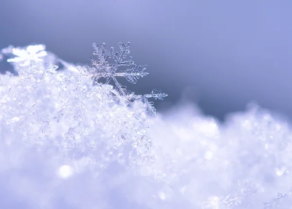 Fulg de zăpadă macro — Fotografie, imagine de stoc