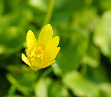 Bahar çuha çiçeği