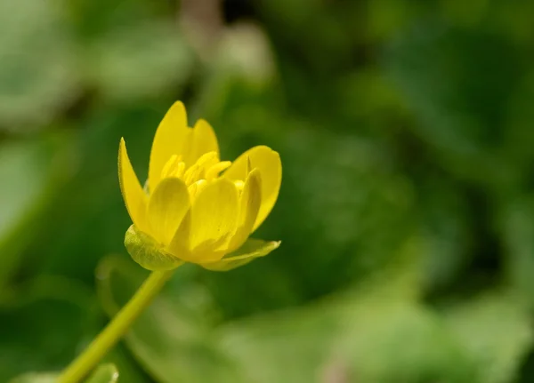 Spring primrose — Stock Photo, Image