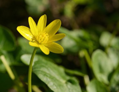 Bahar çuha çiçeği