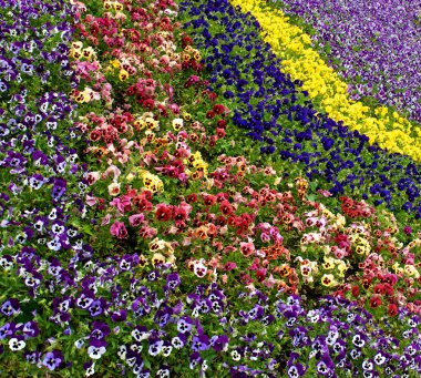 Menekşe gökkuşağı.