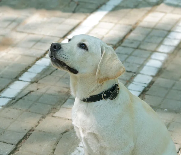 Puppy waiting for command. — Stock Photo, Image