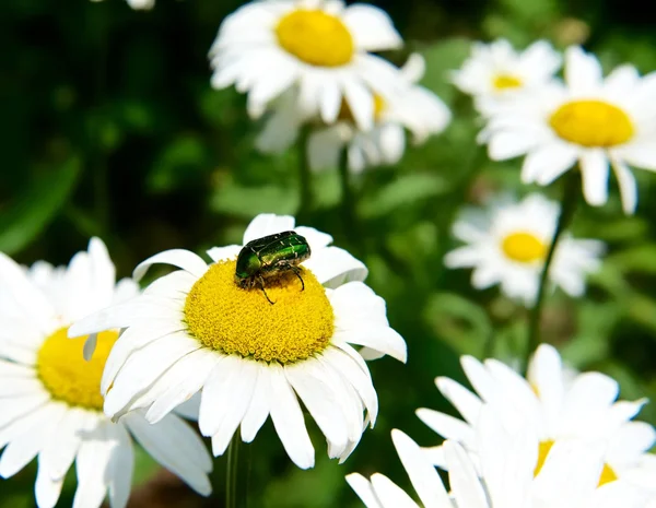 Sebuah kumbang pada daisy — Stok Foto