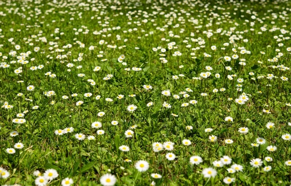 Meadow of daisies. — Stock Photo, Image
