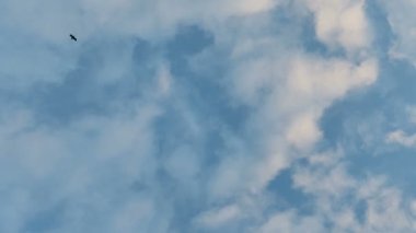 Kara kuş sürüsü bulutlu bir gökyüzünün arka planında uçuyor.