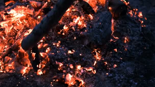 Muž Tyčí Narovnává Uhlíky Hořícího Ohně — Stock video