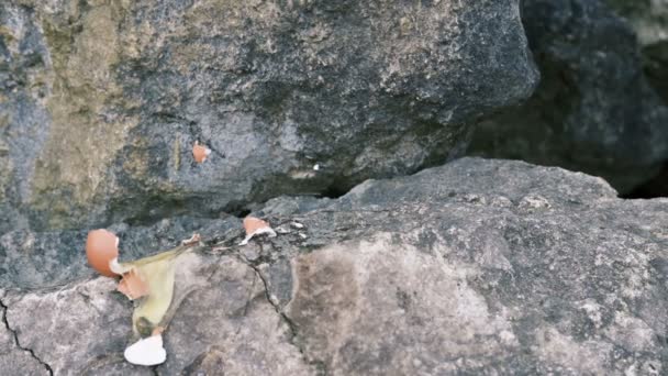 Huevo Gallina Cae Sobre Piedras Rompe Video Cámara Lenta — Vídeo de stock