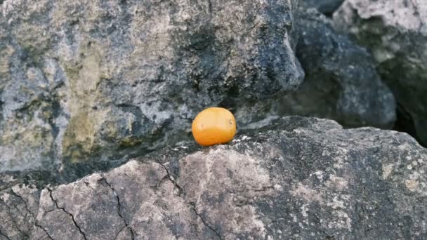 Taş Portakalın Üstüne Düşüyor Onu Eziyor Yavaş Çekim Videosu — Stok video