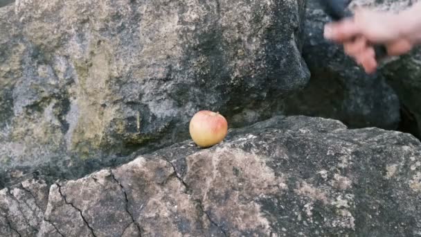 Яблуко Розбивається Молотком Руці Людини Повільне Відео Руху — стокове відео