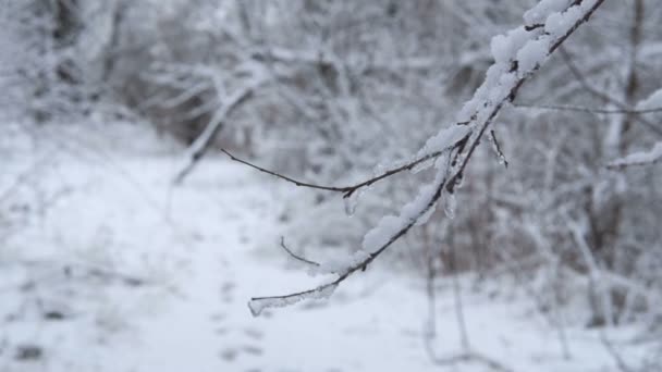 Tak Van Een Boom Sneeuw Zwaaiend Wind Een Besneeuwde Achtergrond — Stockvideo