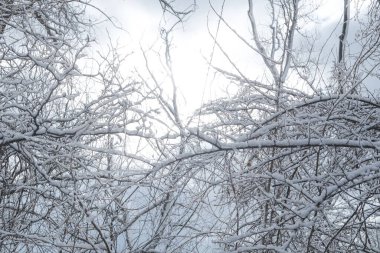Yapışkan karla kaplı ağaç dalları güneşin arka planında