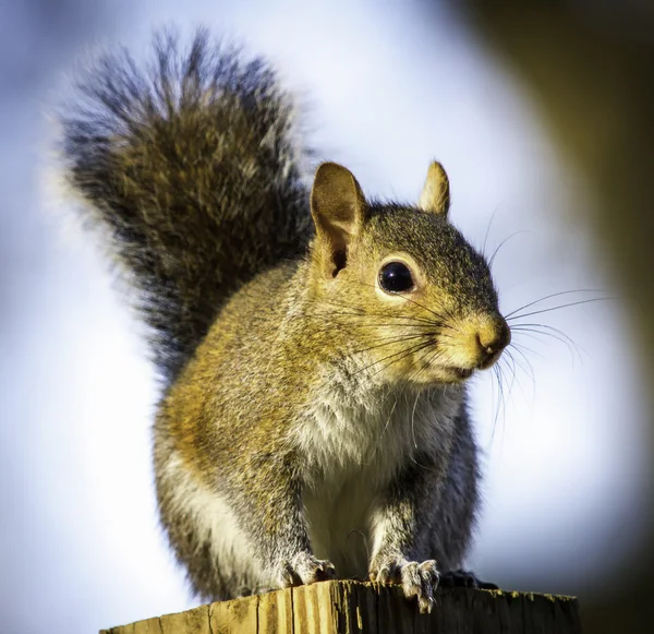 A squirrels Life Stock Image