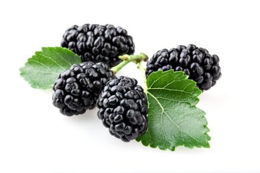 dut yaprakları izole