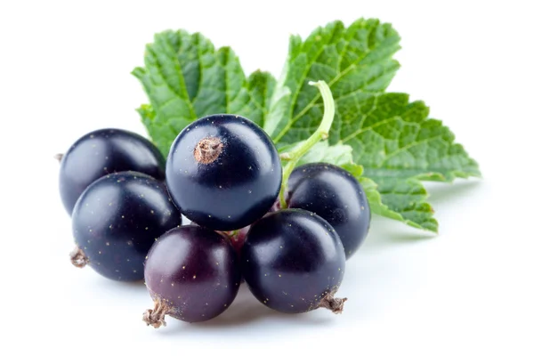 Black currant isolated — Stock Photo, Image