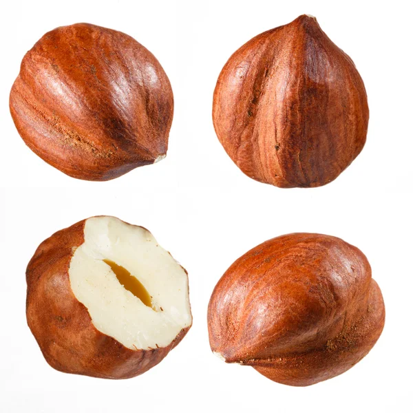 Hazelnut collection — Stock Photo, Image