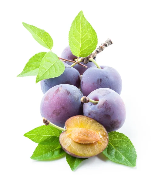 Plums. Branch with leaves isolated on a white background — Stock Photo, Image