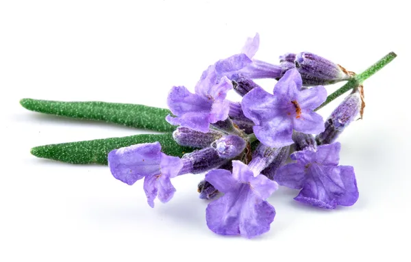 Lavender isolated — Stock Photo, Image