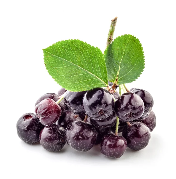Ashberry Şubesi — Stok fotoğraf