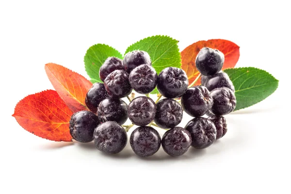 Chokeberry isolato — Foto Stock