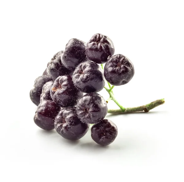 Aronia fruit — Stockfoto