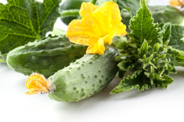 Gurkor med blad och blommor. makro — Stockfoto