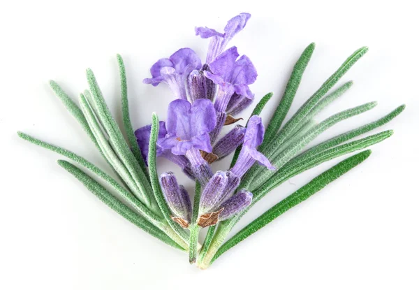 Macro lavanda. isolado — Fotografia de Stock