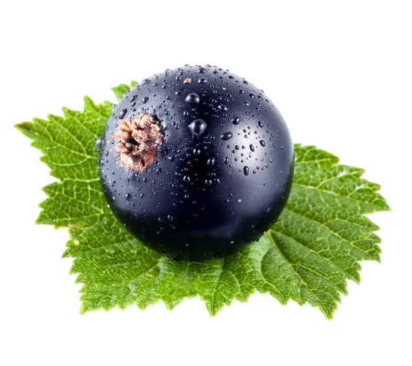 Black currant with drops — Stock Photo, Image