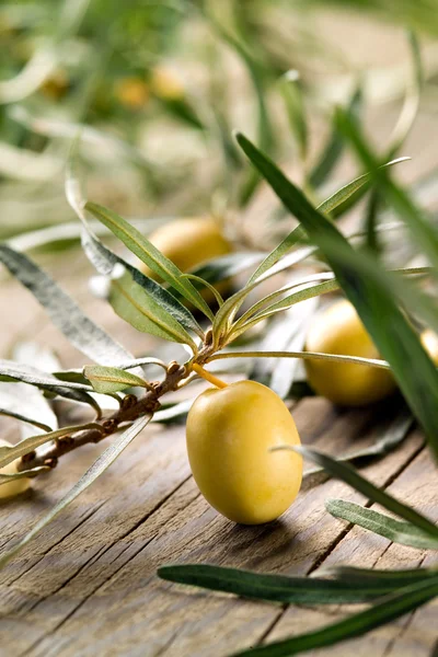 Olive branch — Stockfoto