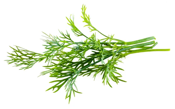 Fresh raw dill isolated on white background — Stock Photo, Image