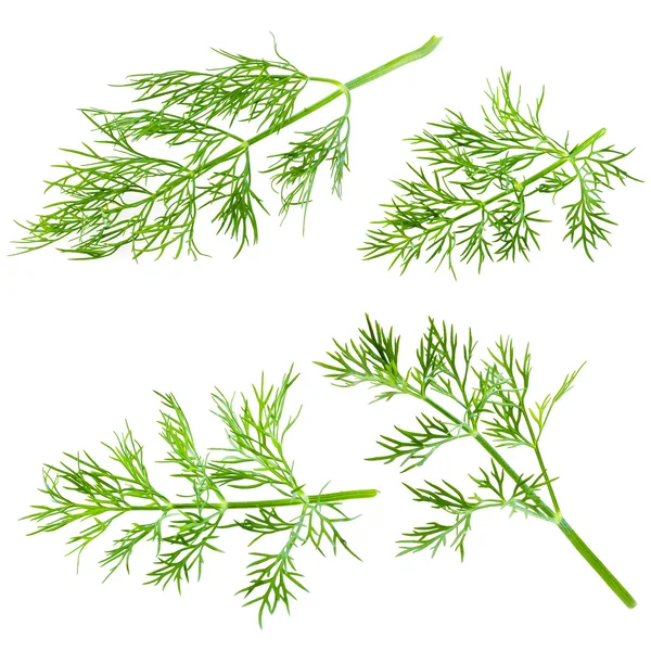 Fresh dill isolated on white background — Stock Photo, Image