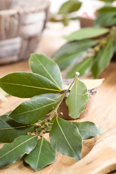 Rama de laurel hojas de laurel en una tabla de madera —  Fotos de Stock