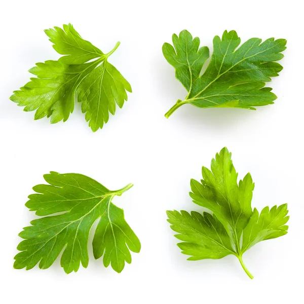 Collection of parsley isolated on white — Stock Photo, Image