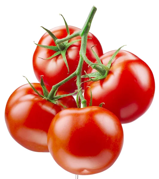 Ramo de tomate isolado sobre fundo branco — Fotografia de Stock