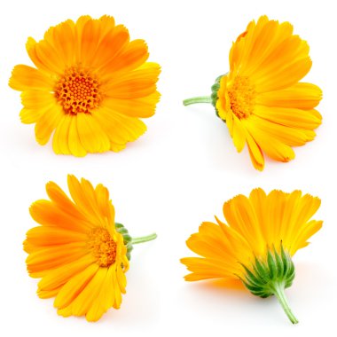 Marigold çiçek. Calendula. Çiçekler beyaz izole. ayarla