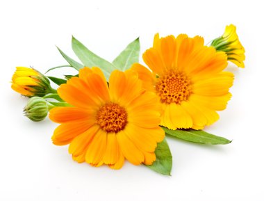 Calendula. flowers with leaves isolated on white clipart