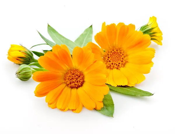 Calêndula. Flores com folhas isoladas em branco — Fotografia de Stock