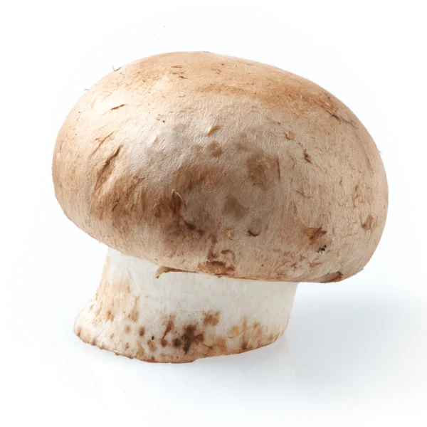 Cogumelo. champignon real em um fundo branco — Fotografia de Stock