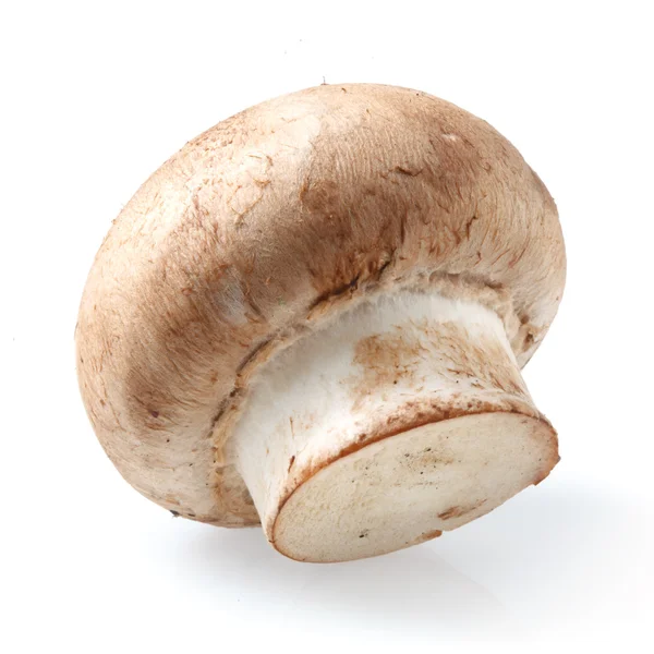 Cogumelo Champignon, castanho, isolado sobre fundo branco — Fotografia de Stock