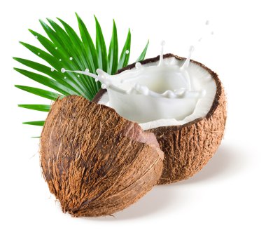 Coconuts with milk splash and leaf on white background clipart