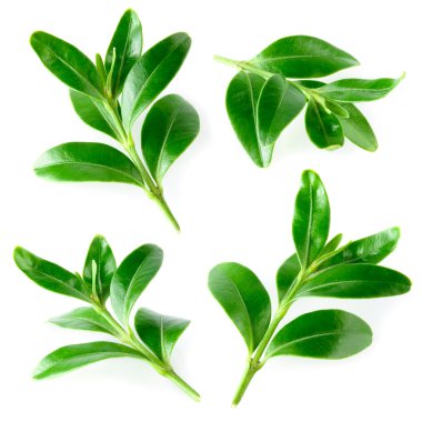 yaban mersini yaprağı üzerinde beyaz izole. koleksiyonu