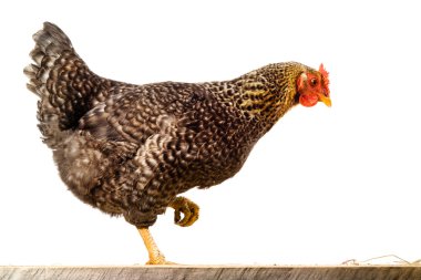 tavuk. Benekli tavuk üzerinde beyaz izole