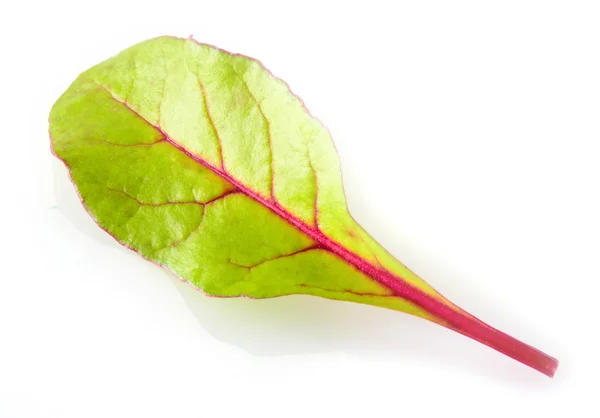 Foglia d'insalata isolata su bianco. Frutteto — Foto Stock