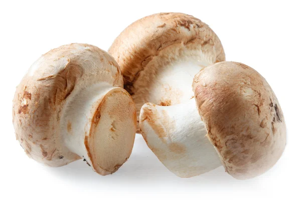 Cogumelos. Champinhons reais sobre um fundo branco — Fotografia de Stock
