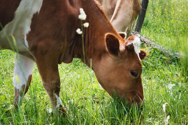 Pâturage de vaches dans les pâturages frais — Photo